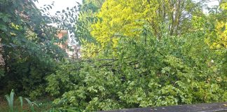 Maltempo ad Asola, Coc attivo e strade liberate dagli alberi caduti