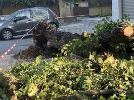 Bozzolo chiede aiuti dopo la tempesta: danni ingenti in tutto il paese