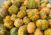 Consorzio Agrituristico Mantova: domani degustazione meloni antichi al mercato contadino di Borgochiesanuova