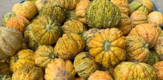 Consorzio Agrituristico Mantovano: domani degustazione meloni antichi al mercato contadino di Borgochiesanuova