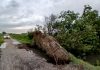 Maltempo nel comprensorio: piogge intense e alberi sradicati, situazione in miglioramento