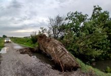 Maltempo nel comprensorio: piogge intense e alberi sradicati, situazione in miglioramento