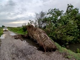 Maltempo nel comprensorio: piogge intense e alberi sradicati, situazione in miglioramento
