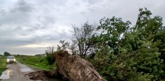 Maltempo nel comprensorio: piogge intense e alberi sradicati, situazione in miglioramento