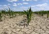 Coldiretti: “Caldo e acqua insufficiente minacciano i raccolti mantovani”