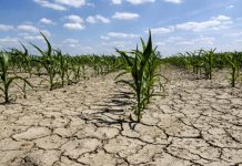 Coldiretti: “Caldo e acqua insufficiente minacciano i raccolti mantovani”