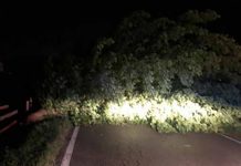 Violento temporale sul Mantovano: alberi caduti, blackout e concerto Jethro Tull annullato