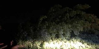 Violento temporale sul Mantovano: alberi caduti, blackout e concerto Jethro Tull annullato