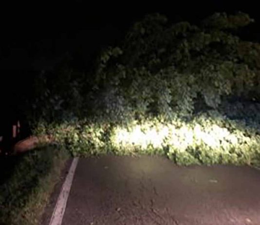 Violento temporale sul Mantovano: alberi caduti, blackout e concerto Jethro Tull annullato