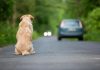 Ogni anno 130mila animali abbandonati, al via campagna Miav-Mutua Italiana Assistenza Veterinaria