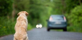 Ogni anno 130mila animali abbandonati, al via campagna Miav-Mutua Italiana Assistenza Veterinaria