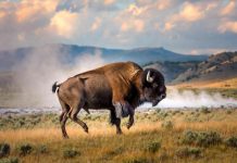 Il bisonte carica e fa volare il turista, l’attacco choc a Yellowstone