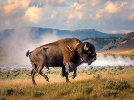 Il bisonte carica e fa volare il turista, l’attacco choc a Yellowstone