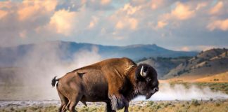 Il bisonte carica e fa volare il turista, l’attacco choc a Yellowstone