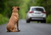 Online il nuovo spot della Polizia di Stato contro l’abbandono estivo degli animali domestici