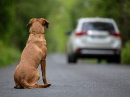 Online il nuovo spot della Polizia di Stato contro l’abbandono estivo degli animali domestici