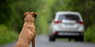 Online il nuovo spot della Polizia di Stato contro l’abbandono estivo degli animali domestici