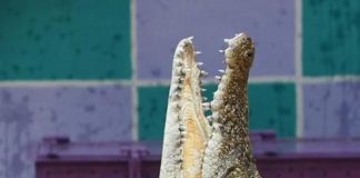Israele riclassifica i coccodrilli, può usarli per scoraggiare evasioni dal carcere