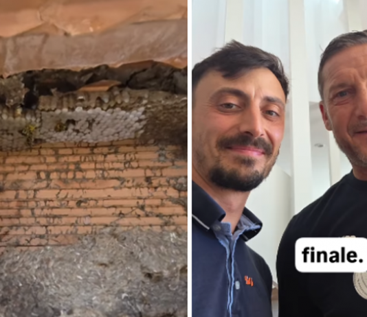 Francesco Totti, la casa invasa da vespe germaniche: il racconto del ‘salvataggio’