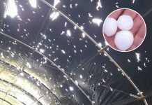 Bombe di ghiaccio sulle campagne, il maltempo ha devastato nuovamente i vivai di Canneto