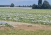 Ancora grandine sul Mantovano: distrutti fino all’80% di cocomeri e meloni pronti alla raccolta