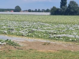 Grandine, danni per 50mln. E resta l’allarme siccità: Coldiretti chiede nuovi invasi nel Mantovano