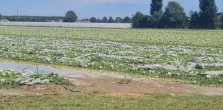 Danni maltempo, Mantova Provincia Unita: “Riconoscere stato di calamità ai territori colpiti”