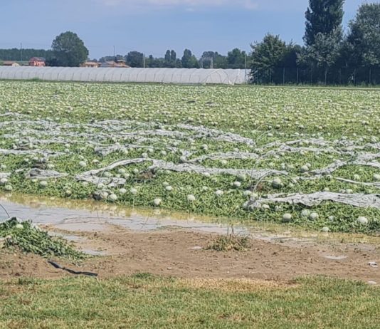 Danni maltempo, Mantova Provincia Unita: “Riconoscere stato di calamità ai territori colpiti”