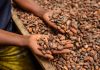 Alimenti, Icam presenta bilancio di sostenibilità 2025: la filiera del cacao che crea valore