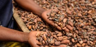 Alimenti, Icam presenta bilancio di sostenibilità 2025: la filiera del cacao che crea valore
