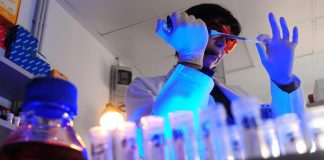 Storia genetica di un superbatterio killer, così l’Acinetobacter baumannii è diventato invulnerabile