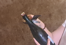 Vino: in Champagne vendemmia 2026 la più anticipata di sempre, sfida cambiamenti climatici e mercati