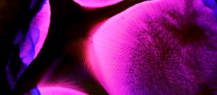 immagine-5