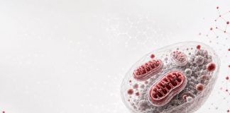 Ricerca, studio italiano svela il ruolo dei mitocondri nell’invecchiamento sano