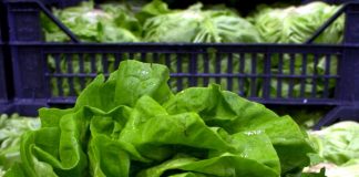 Giallo sull’epidemia di ciclosporiasi negli Usa, Fda: “Test su lattuga falso positivo”