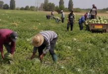 Caldo estremo, arrivano mille bracciali salvavita nei campi