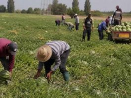 Caldo estremo, arrivano mille bracciali salvavita nei campi