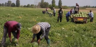 Caldo estremo, arrivano mille bracciali salvavita nei campi. Cisl: “Primo passo concreto”