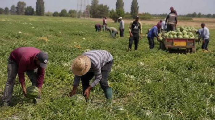 lavoro nei campi sotto il sole
