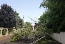 Grandine, vento e pioggia nel Mantovano: ancora alberi caduti e strade bloccate