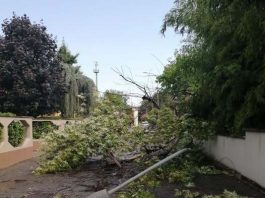 Grandine, vento e pioggia nel Mantovano: ancora alberi caduti e strade bloccate