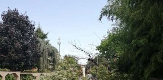 Grandine, vento e pioggia nel Mantovano: ancora alberi caduti e strade bloccate