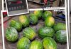 Marcaria, rubano 180 kg di angurie e minacciano il titolare con un coltello: arrestati