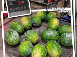 Marcaria, coltello in pugno rapinano agricoltore: volevano sottrargli 180 kg di angurie. Arrestati