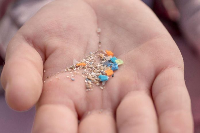 microplastiche_corpo_canva