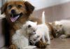 Acqua sempre disponibile e attenzione a superfici calde, 5 consigli per proteggere cani e gatti in estate