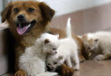 Acqua sempre disponibile e attenzione a superfici calde, 5 consigli per proteggere cani e gatti in estate