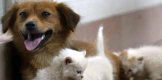 Acqua sempre disponibile e attenzione a superfici calde, 5 consigli per proteggere cani e gatti in estate