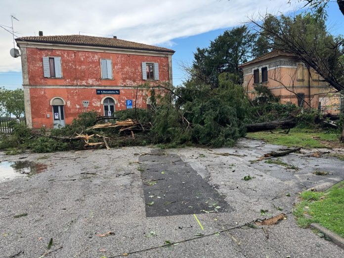 piante-cadute-san-benedetto-2