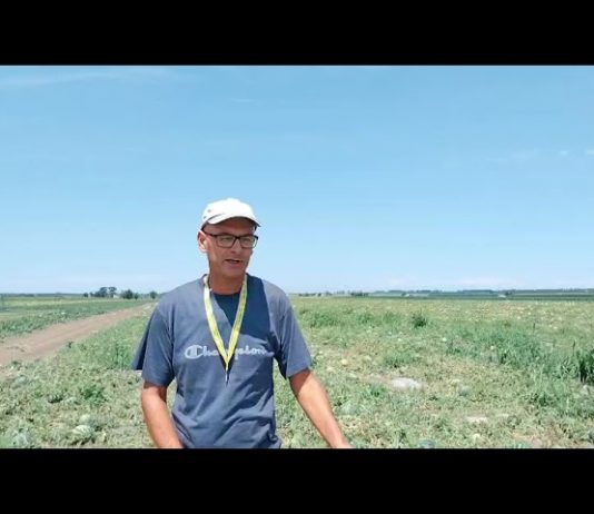 Ancora grandine sul Mantovano: distrutti fino all’80% di cocomeri e meloni pronti alla raccolta